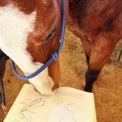 Horse inspecting a student's notes